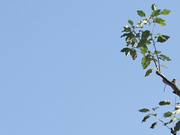 [IPZZ-315] 人妻自宅エステサロン 醜いゲス隣人の絶倫チ〇ポで何度もイカされてしまった美人エステティシャン 古川ほのか - 1of5