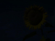 [ABP-623] 絶対的鉄板シチュエーション 5  愛音まりあ