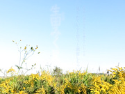 [SDAB-041] 一看到它就很興奮 生田みく19歳 SOD専属AV出道 - 1of5