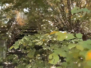 回归大自然的性爱 森林深入跪舔 翘美臀无套后入极速抽插